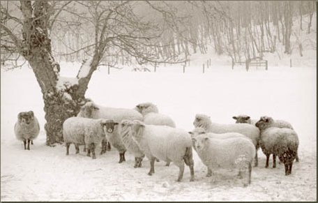 frost valley sheep