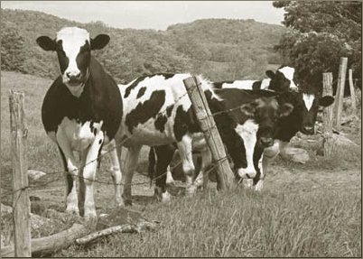 gazing cows