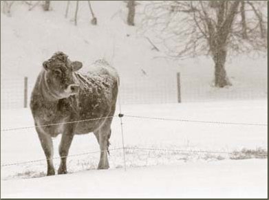 jersey cow